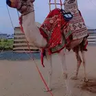 يوجد لدينا اجار جمال قلايص ركبي وخيول وسيسي اتصل نصل