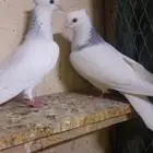 حمام للبيع