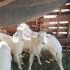 3طليان وجفره