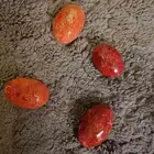 حجر مرجان اندنوسي