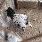 زوج فروخ براهما العمر 7 شهور
