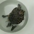 سلحفاة كبيره
