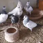 6 طبات حمام باكستاني من اساس رام واشتري دم صافي بيور