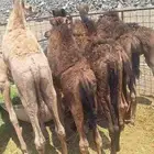 حشو المدينة للبيع حشو طيبات 6