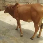 عجل للبيع  عمره 10 شهور  مربي على العلف للتواصل