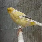 للبيع دكر كناري ايراني همداني جاهز السعر عرض 170 بس اليوم