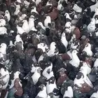حمام مشكل متبقي. 2600 جوز سعر الجوز 13 ريال