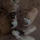 ثلاث رخال و خروف للبيع
