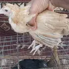 دجاج بلدي الصحه الحمدلله ممتازه جدا  العمر شهر وسبع ايام