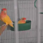 زوج روز منتج