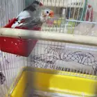 جوز زيبرا مكس بهولندي