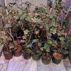 شتلات عنب بناتي والبلاك مجك