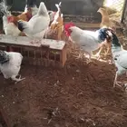 ديوك فرنسي بيور 5