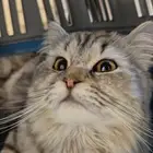 قطة انثى هيملايا شيرازي للبيع