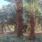 يوجد لدينا جميع انواع النخيل بكل المقاسات