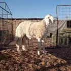 جذع حري صنف