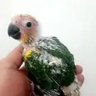 فرخ صن كنيور ( شمسي )