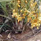 نخل. مثمر فاخر بسعار طيبه