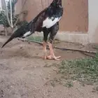دجاج سندي فولي