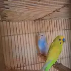 زوج بادجي منتج بسعر خيالي