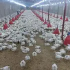 عنبر دواجن للإيجار