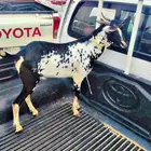 تيس للبيع