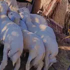 للبيع خرفان حري العد 15 مراح واحد