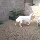 طليان حري