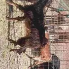 للبيع تيس وجفره