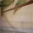 للبيع دره