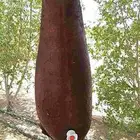 قربا ماء من جلد غنم وصميل لبن