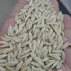 شعير بلدي منقا منضف لاحجر ولاحصا الكيس ب250 وزن 45 كيلو