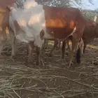 بقرة اسن سدس مطلعه لفاف لها تقريبن 6شهر عشار