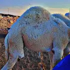 قعود مفرود مغلق فل ماشاء الله