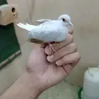 للبيع حمام ماسي