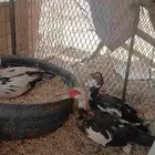 بط مصري مسكوفي حضان.