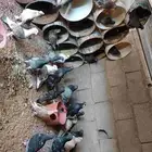 حمام بلدي وحمام رمان للبيع