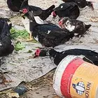 بط مصري ذكور العدد 10