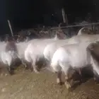 حلاق غنم مكينه جزاز صوف غنم مكينه