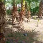 نخل واشنطنيا زينه