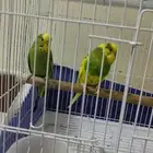 زوج بادجي
