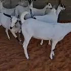 10 جفار بيشيات فواخر بفحلها