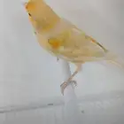 ذكر كناري مغرد ( تم البيع )