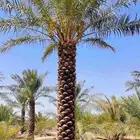 توريد وزراعة جميع انواع النخيل الزينة والمثمرة