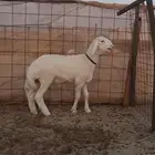 مشروع فحل حري صنف الصنف