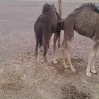 للبيع حشو طيبات وبريات ع حليب فقط