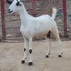 عنز بيشية فاخرة دااافع