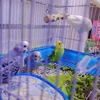 للبيع طيور بادجي 4