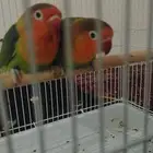 عصافير روز