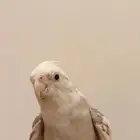 كروان اليف هدد نشبه متكلم